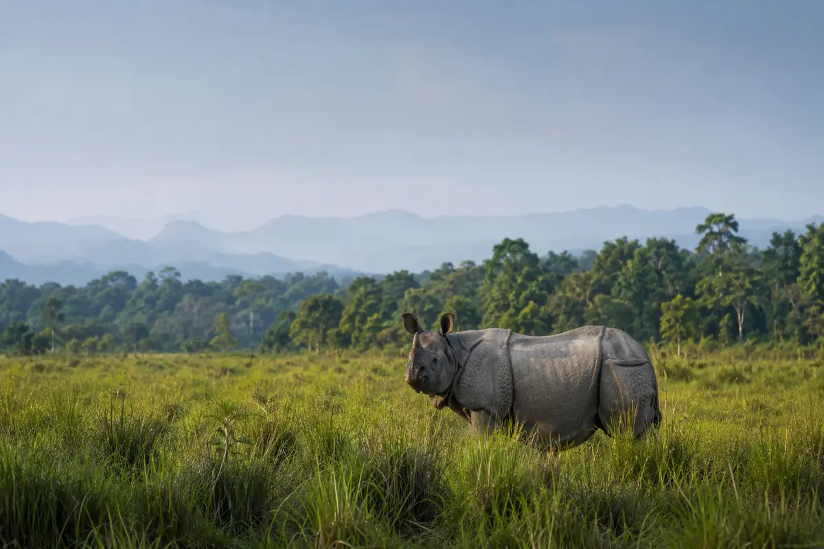 Jaldapara National Park Safari Guide with one-horned rhinoceros