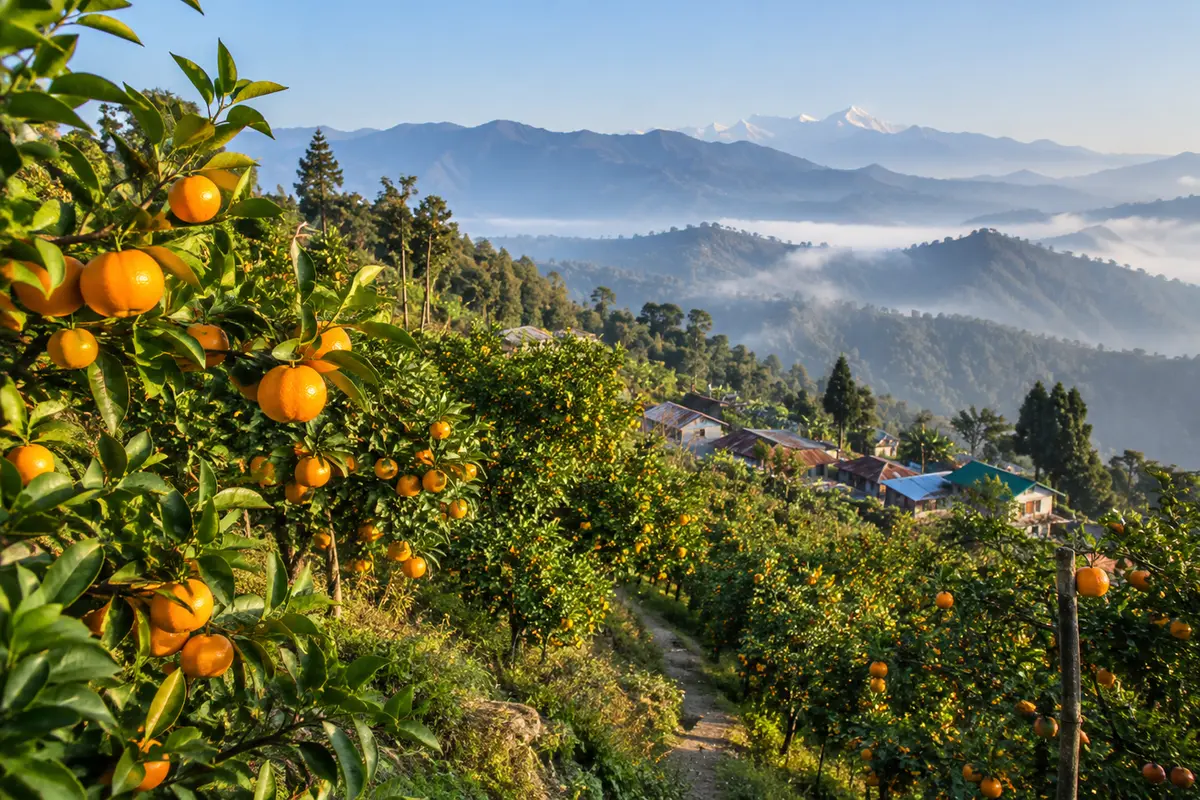 Sittong orange orchard during winter fruiting season